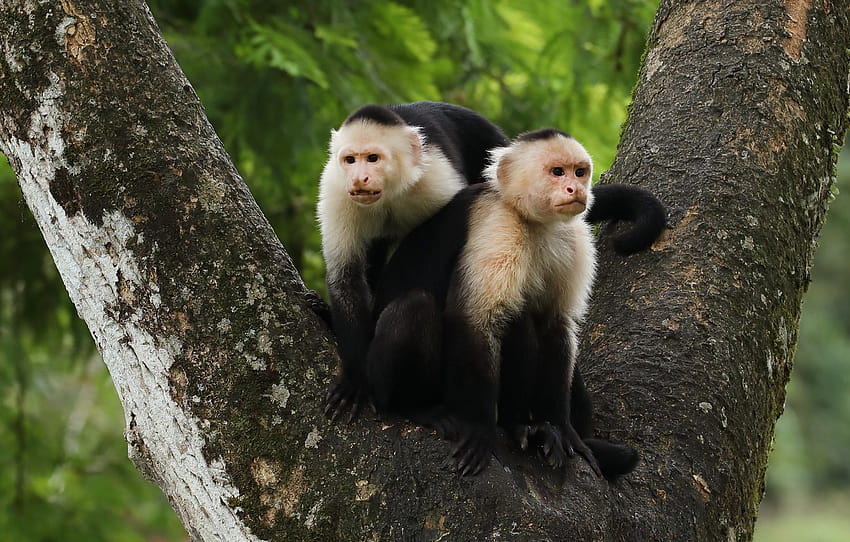 nature, tree, two, pair, monkey, monkeys, a couple, Duo, Capuchin, Capuchins , section животные, capuchin monkey HD wallpaper