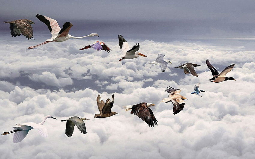 Birds . Amazing of full screen, migratory birds HD wallpaper