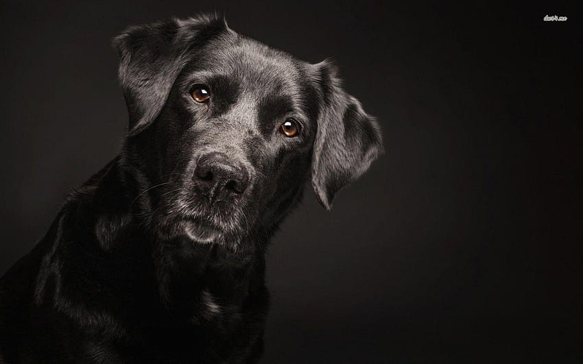 Black Labrador With White Chest, black labs HD wallpaper