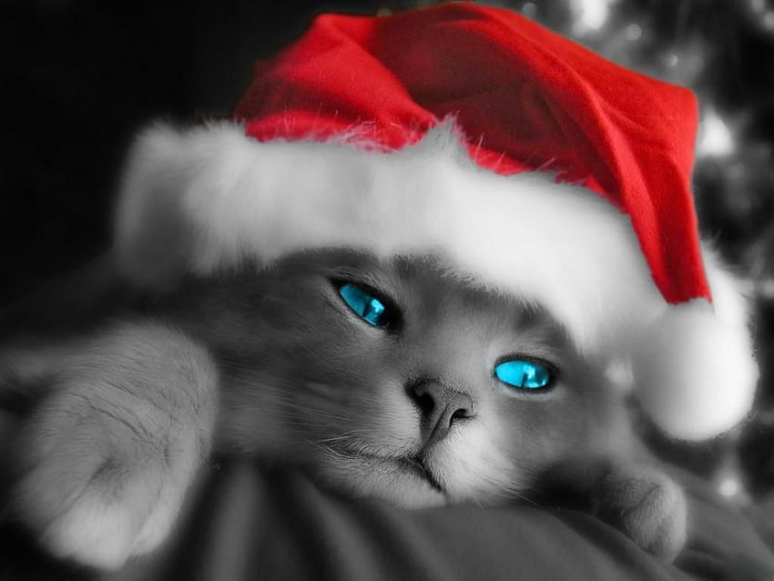 Baby Animals Cute With Santa Hats And Christmas Themed Animal 58835, baby animals christmas HD wallpaper