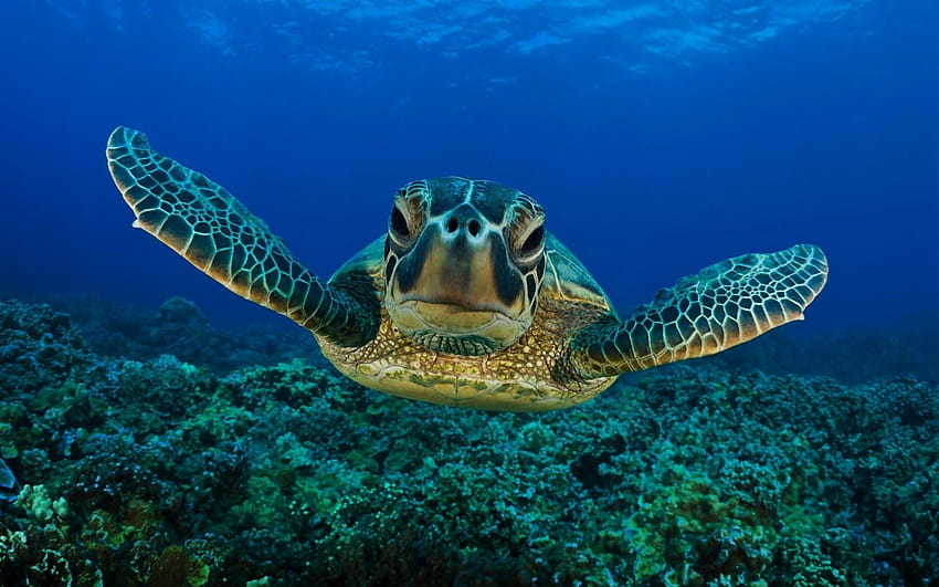 Best 3 Turtle Backgrounds on Hip, save the turtle HD wallpaper