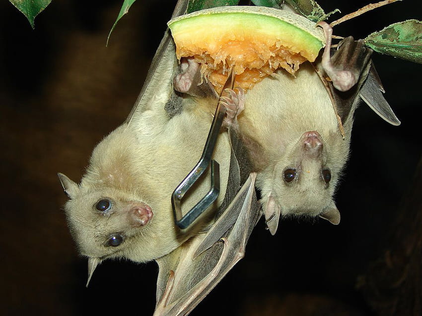 Morcegos frugívoros egípcios, morcegos albinos papel de parede HD