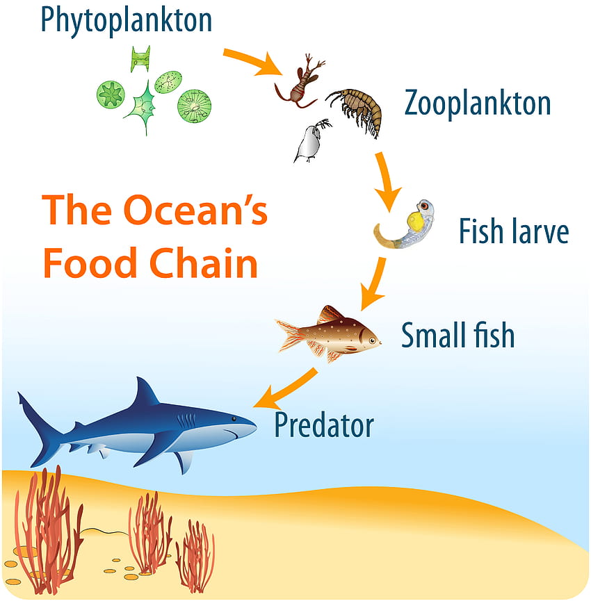 phytoplankton in the oceanic food chain, food webs HD phone wallpaper