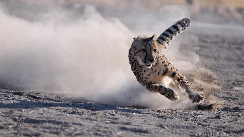 เสือชีตาห์วิ่งเต็มความเร็ว พื้นหลังเสือชีต้ากำลังวิ่ง วอลล์เปเปอร์ HD