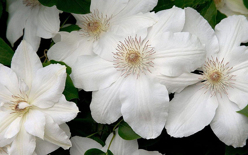 White Clematis － Flower, clematis flower HD wallpaper