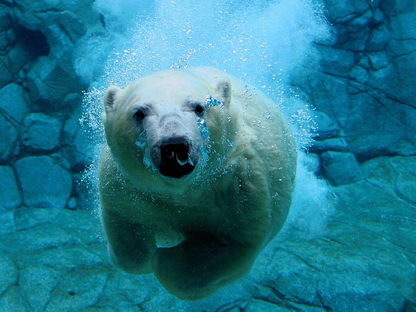 ours polaires animaux eau vue fractionnée et arrière-plans, animaux aquatiques Fond d'écran HD