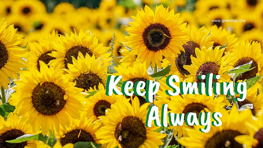 Greetings.Live* Daily Greetings Festival GIF : keep smiling always with sunflowers greetings HD wallpaper