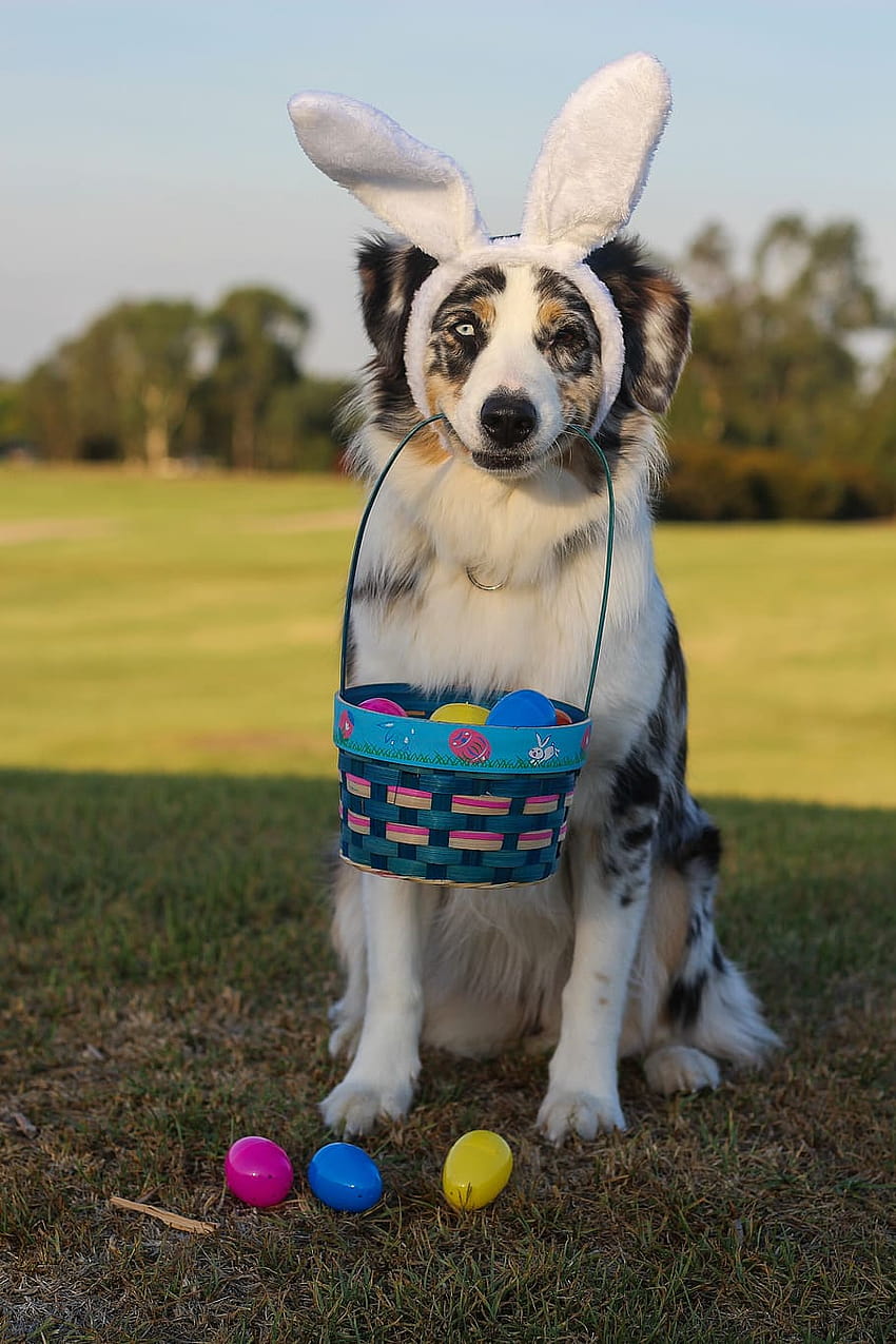 : white, brown, and black dog carrying Easter basket, dog easter HD phone wallpaper