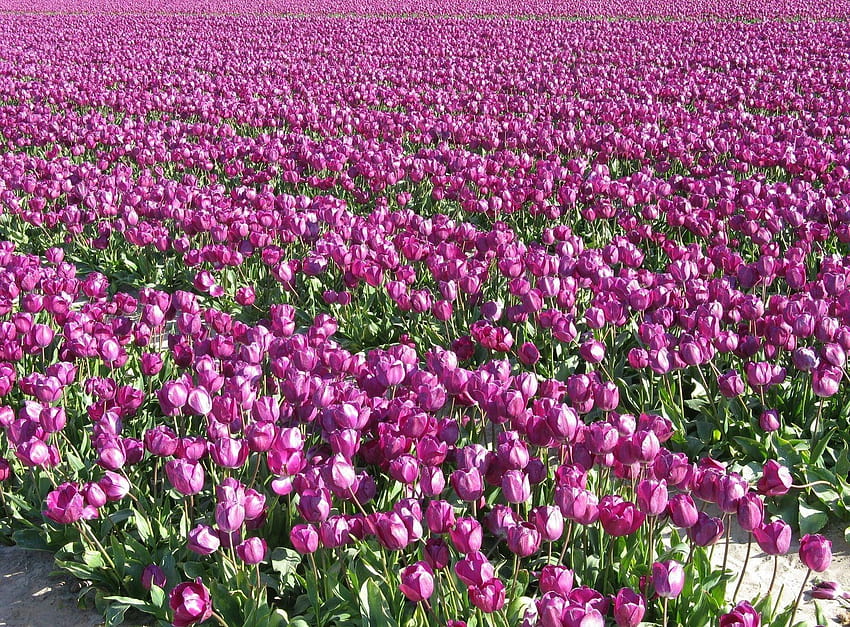 : tulips, flowers, field, plantation, spring, purple 1600x1180, tulips plantation HD wallpaper