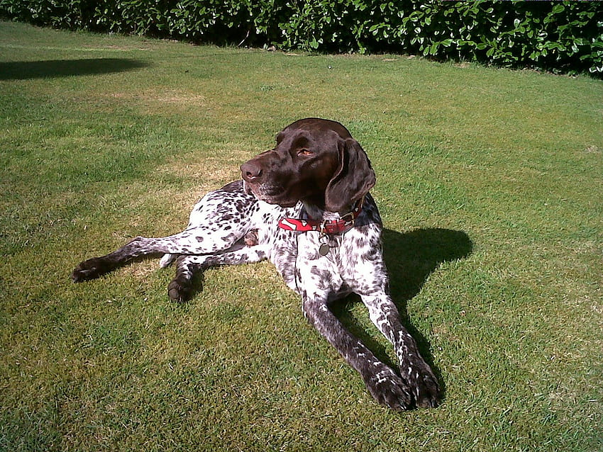 Pin on German Short haired Pointers, german short tail pointer HD wallpaper