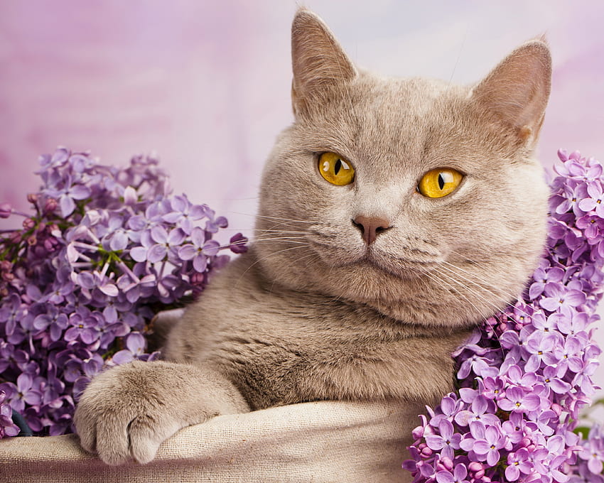 British Shorthair cat cat lilac portrait, british cat HD wallpaper