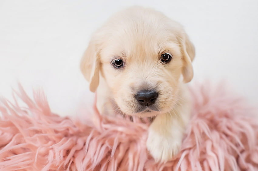 2560x1700 Puppy, Cute, Dogs for Chromebook Pixel, puppy cute HD wallpaper