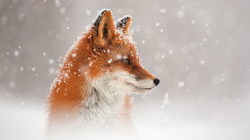 Червена лисица в снега през зимата 1920x1080, червени лисици HD тапет