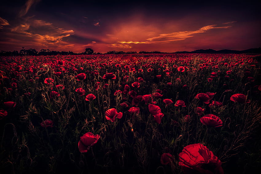 Poppy Field, Sunset, Red poppies, , Nature, poppy field at sunset HD wallpaper