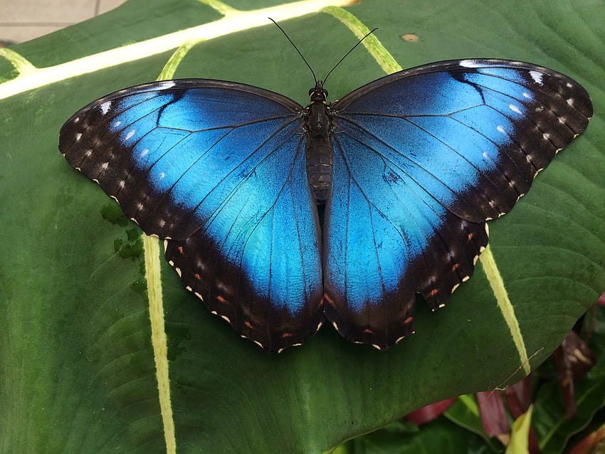 Blue Morpho Butterfly 20744, morpho butterflies HD wallpaper