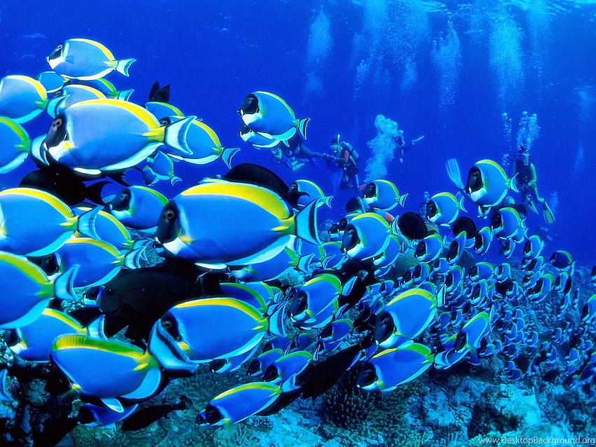 Fish In Deep Blue Sea Backgrounds HD wallpaper