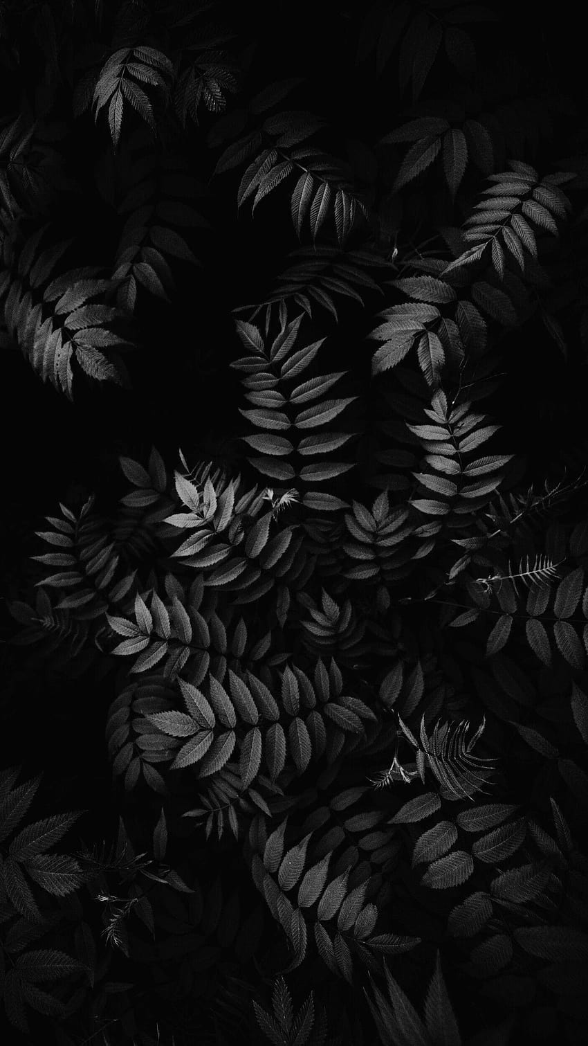 Black, Leaf, Darkness, Pattern, Branch, Botany in 2019, black and white phone HD phone wallpaper