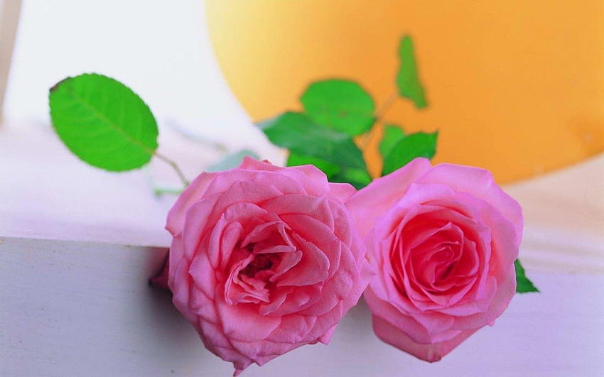 For Care Tag Pink Roses Love Rose Flower Full Friends HD wallpaper