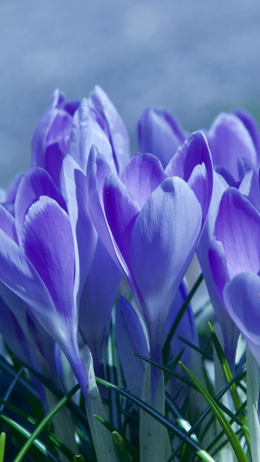 봄, 꽃, 크로커스, 자주색 꽃, 720x1280, 파란색 크로커스 꽃 HD 전화 배경 화면