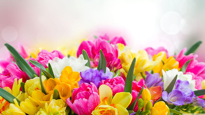 Beautiful Spring Flowers Ultra Backgrounds for, spring flowers wide HD wallpaper