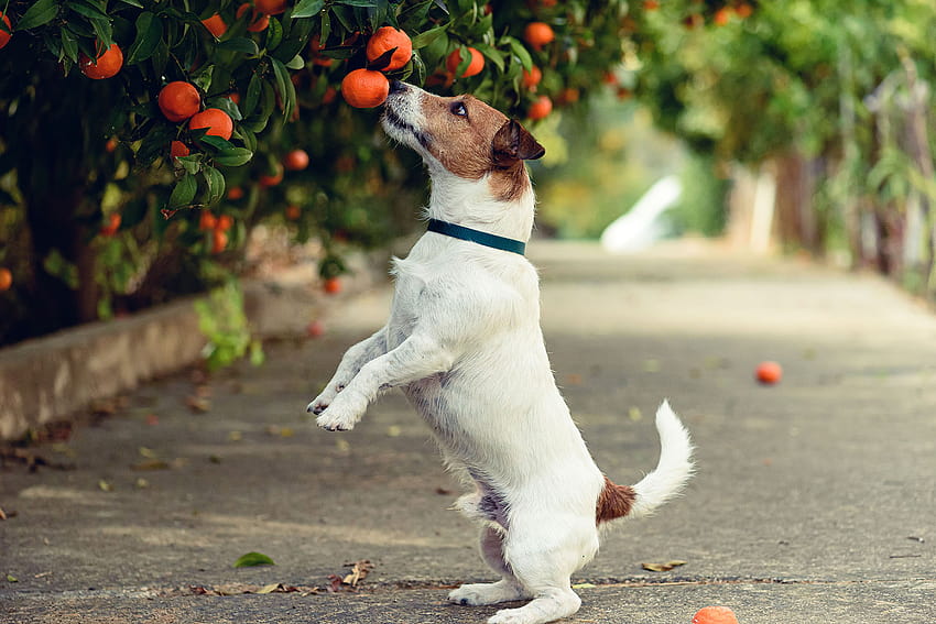 Can Dogs Eat Oranges? How to Safely Feed Your Dog a Citrus Snack, dog eating HD wallpaper