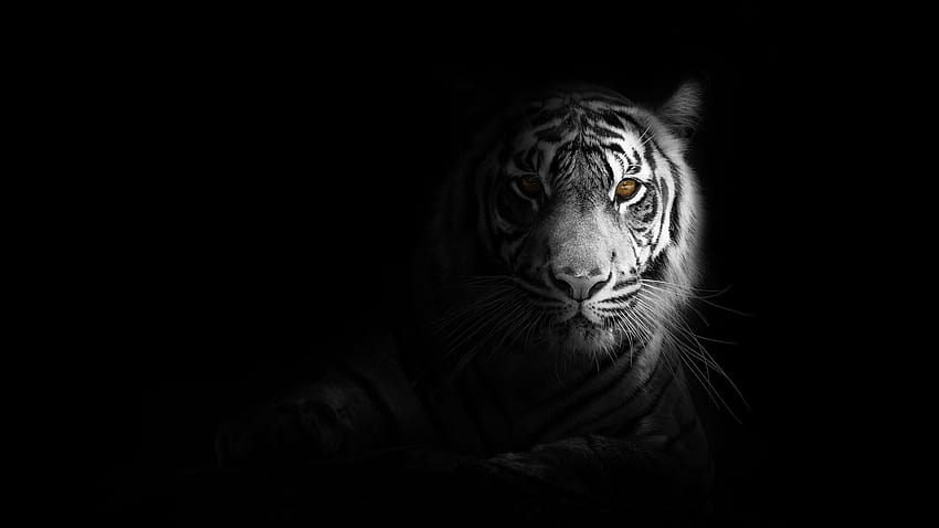 White tiger , Bengal Tiger, Black background, Animals, white and black HD wallpaper