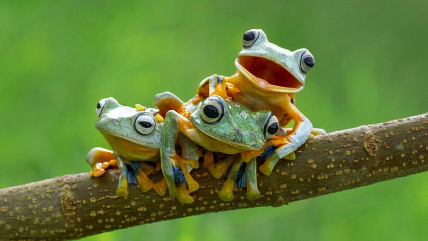 200 Elegant Frog This Year, poison study HD wallpaper