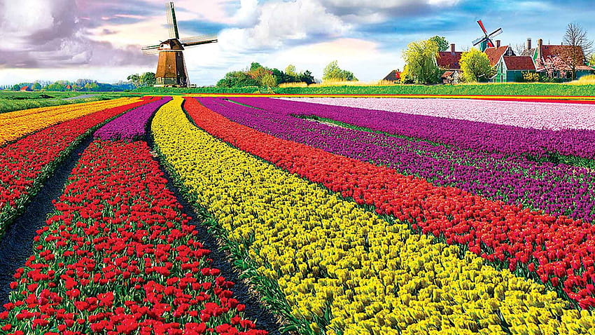 1920 x 1080] Pole tulipanów: odwiedź najpiękniejsze pola kwiatowe w Holandii: farma tulipanów Tapeta HD