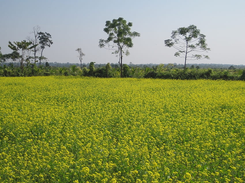 File: Bidang mustard di Assam.JPG, bidang assam Wallpaper HD