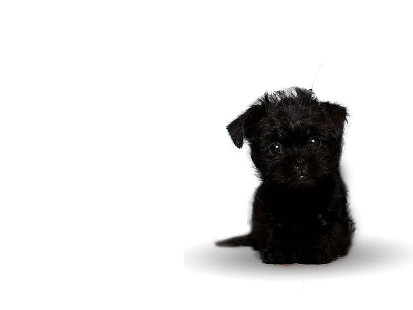 Affenpinscher HD wallpaper | Pxfuel