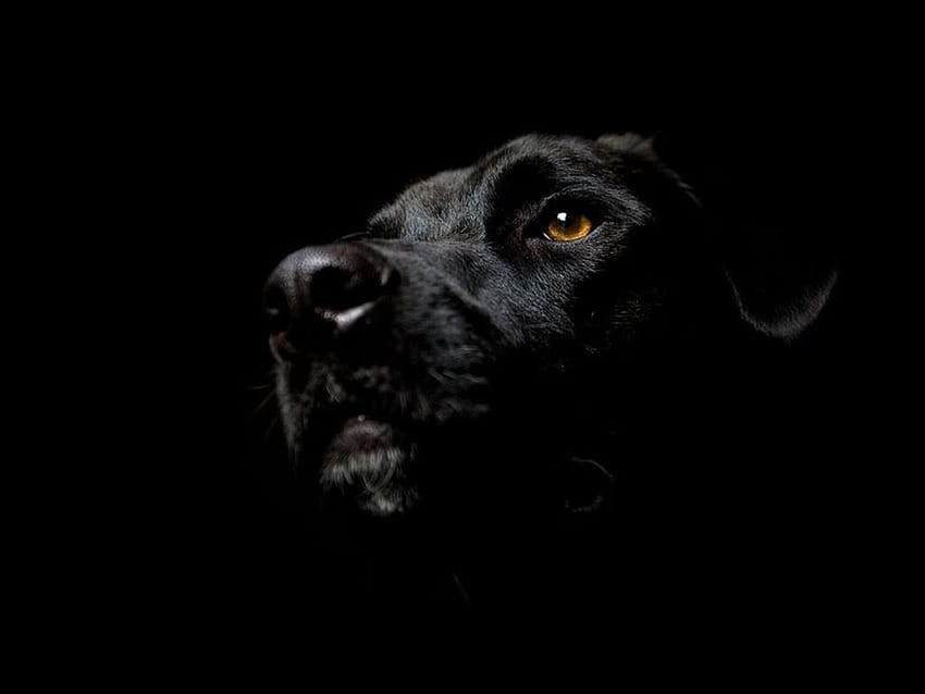 Labrador nero Sfondo HD