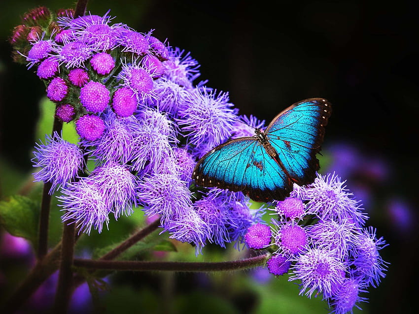 紫色の花に青い蝶 ウルトラ ノートパソコン タブレット 携帯電話用 : 13 高画質の壁紙
