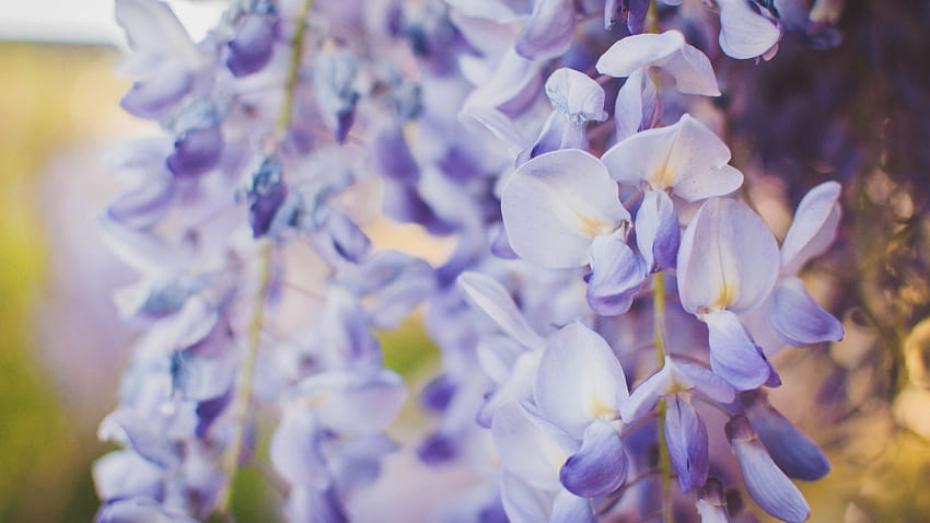 2560x1440 wisteria, flowers, purple, closeup, wisteria flowers HD wallpaper