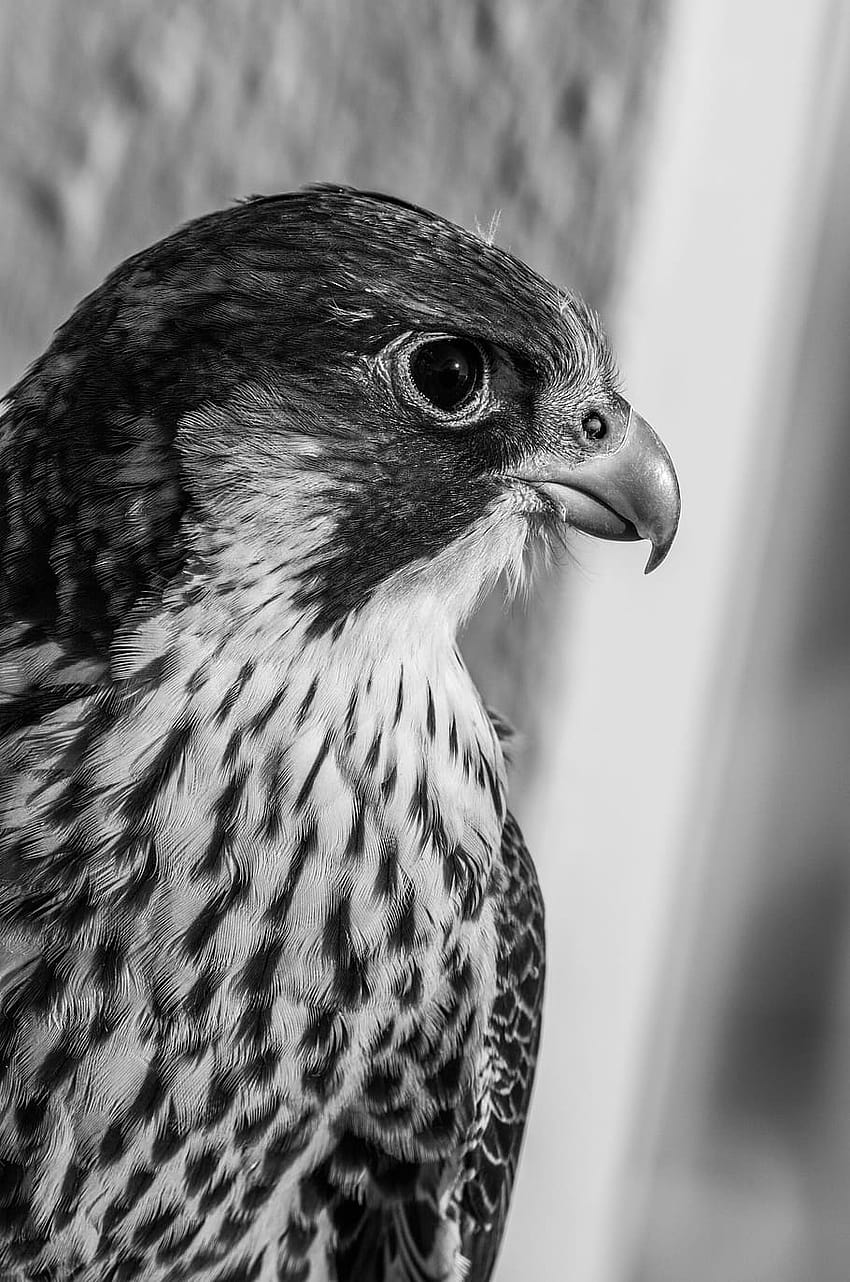 Bird, Peregrine Falcon, Chicks, Black White, Animal, peregrine falcon mobile HD phone wallpaper