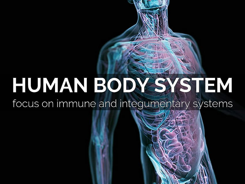 免疫と外皮に焦点を当てた人体システム 高画質の壁紙