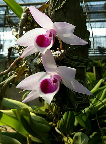 Hono hono orchid là một loài hoa lan hiếm và độc đáo, có giá trị cao trong giới thực vật học. Hãy tiếp cận với hình ảnh của loài hoa đặc biệt này để tìm hiểu sự độc đáo và quý giá của nó.