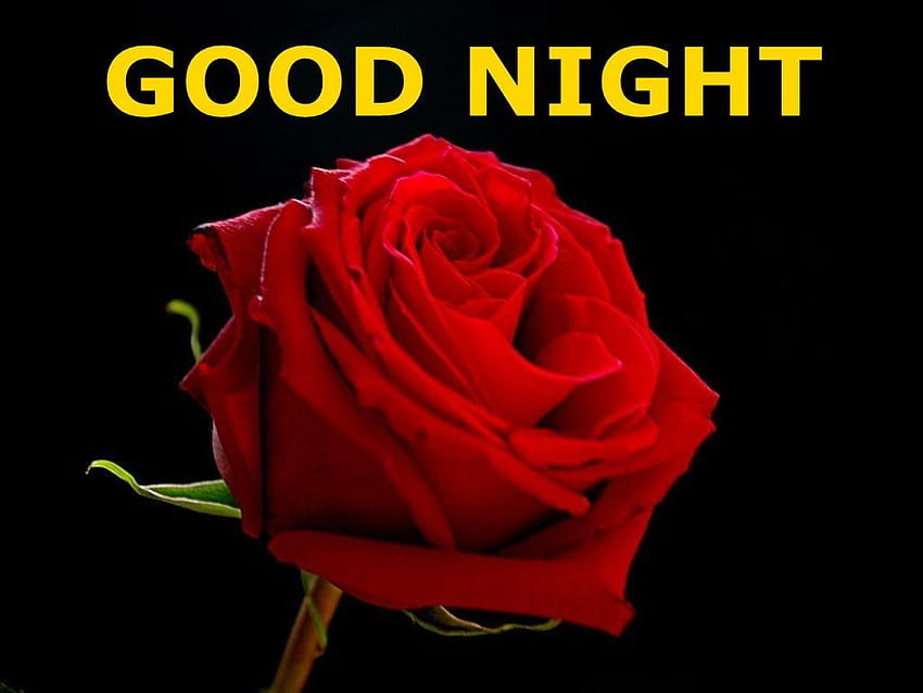 Good Night Red Rose – HAPPY WONDER WORLD, rose good night HD wallpaper |  Pxfuel