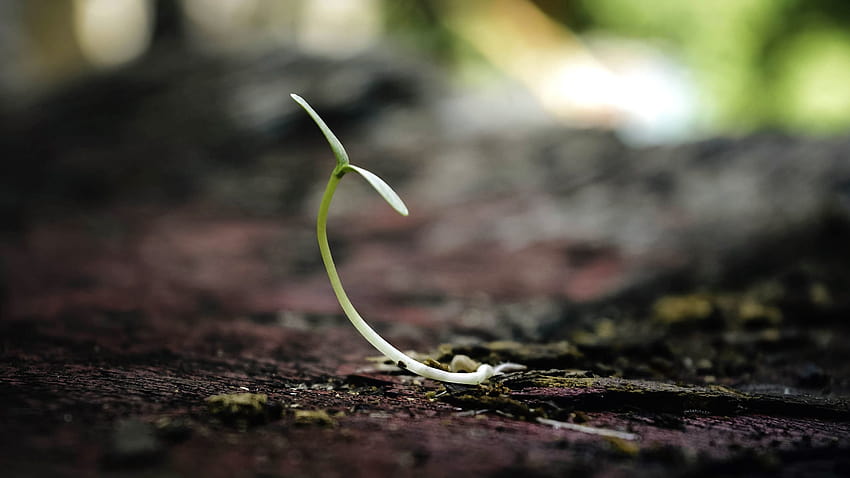 : focus, ground, plant, soil, sprout, sprout and soil HD wallpaper
