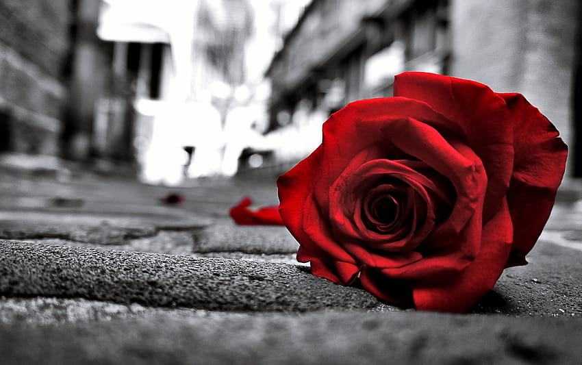Bunga: Jalan Hitam Cinta Mawar Sedih Emosi Kehilangan Bunga Lantai Hidup, asiknya cinta hilang Wallpaper HD