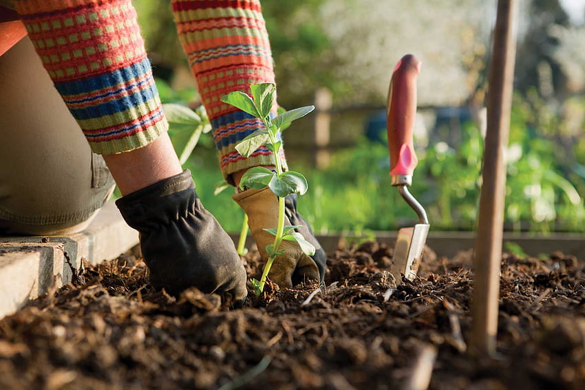 Ogrodnictwo może pomóc spalić więcej kalorii niż bieganie, ogrodniku Tapeta HD
