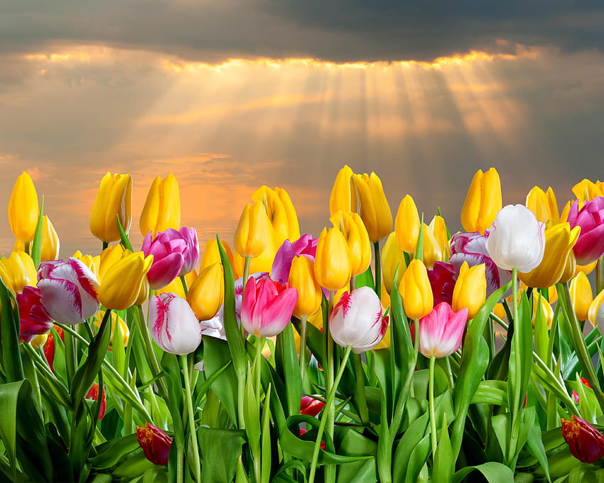 Spring Tulip Group con 6 elementi, azienda di bulbi di tulipani Sfondo HD