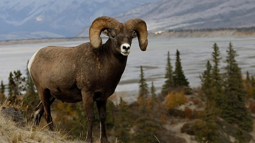 Животни планини природа овен овца, животно овца HD тапет