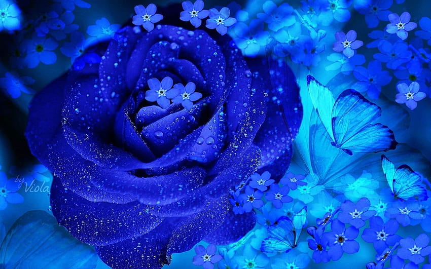 สวนกุหลาบสีน้ำเงิน ดอกกุหลาบสีฟ้า วอลล์เปเปอร์ HD