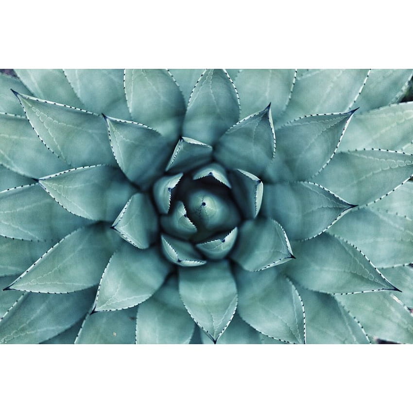 40 hermosos cactus para usar como s, estética de cactus de acuarela fondo de pantalla del teléfono