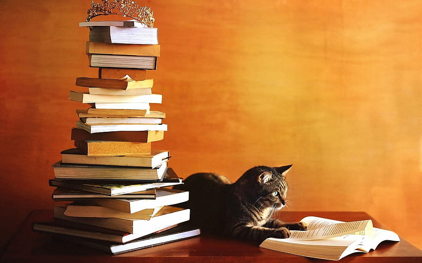 Kot pilnie się uczy, czyta książkę 1920x1200, książkę do nauki Tapeta HD