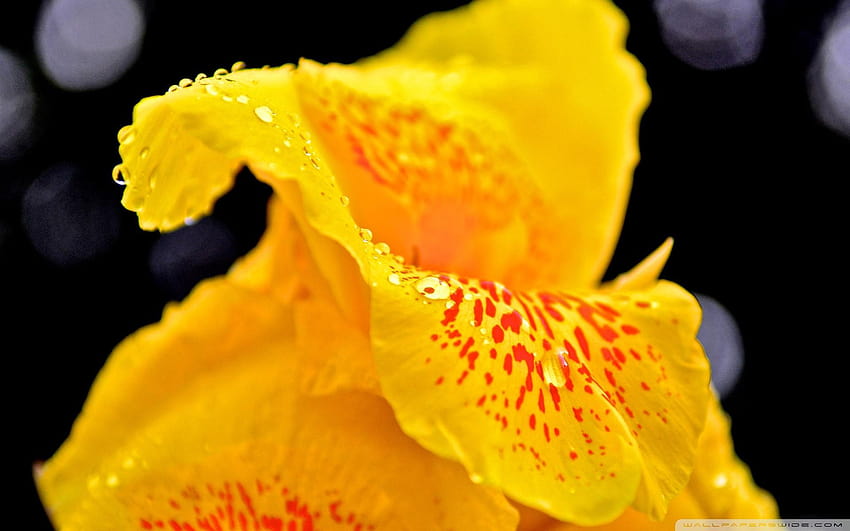 Yellow Flower With Raindrops Macro ❤ for, calla lily with rain drops HD wallpaper