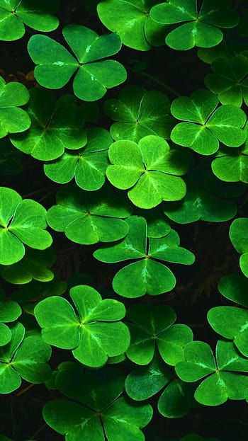 St Patrick đã trở thành một ngày lễ đặc biệt với hình ảnh của những chiếc nón lá và lá shamrock. Để kỷ niệm ngày lễ đặc biệt này, hãy tải về những hình nền St Patrick đầy màu sắc và đẹp mắt này cho điện thoại của bạn.