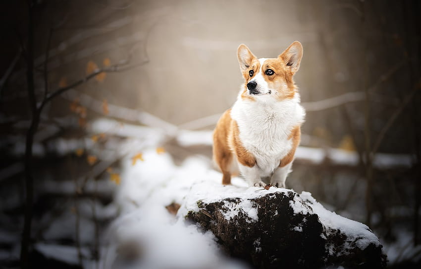 Snow, dog, Welsh Corgi , section собаки, christmas corgi HD wallpaper |  Pxfuel