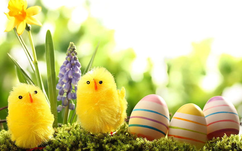 Easter Egg for Android, easter egger chickens HD wallpaper