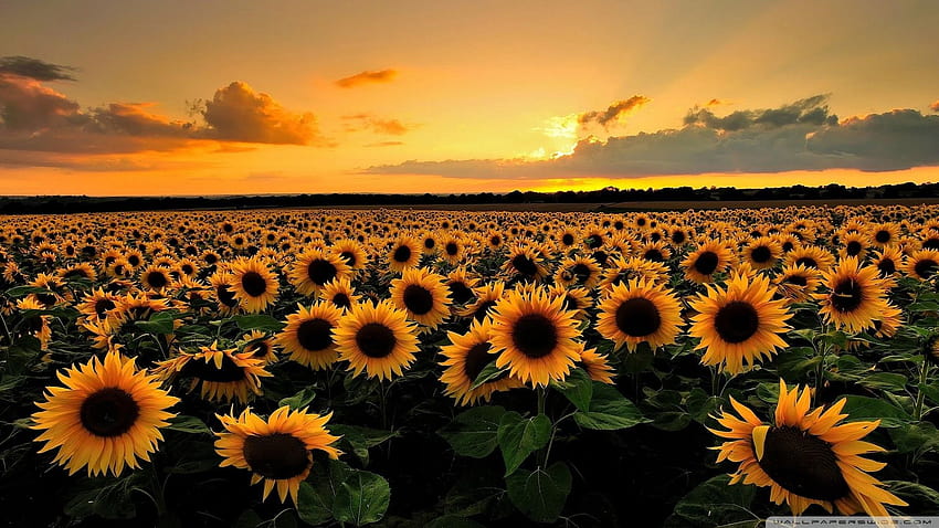 Sonnenblumen, gelbe horizontale Ästhetik HD-Hintergrundbild